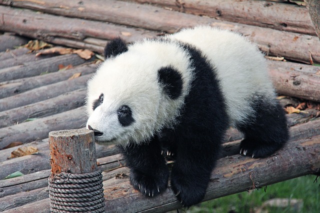 Visit baby pandas in China