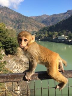 Go see the monkeys in India!